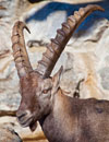 Alpenzoo Innsbruck